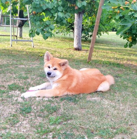 Akita Inu Прекрасни FCI кученца Акита, Ваксинирано - Да, Обезпаразитено - Да - град Извън България | Кучета - снимка 8
