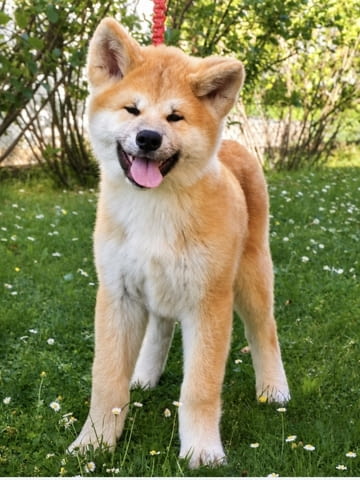 Akita Inu Прекрасни FCI кученца Акита, Ваксинирано - Да, Обезпаразитено - Да - град Извън България | Кучета - снимка 9