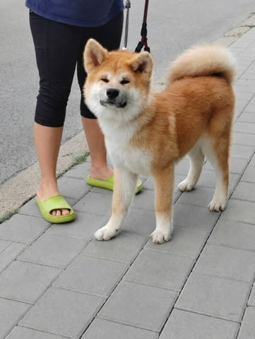Akita Inu Прекрасни FCI кученца Акита, Ваксинирано - Да, Обезпаразитено - Да - град Извън България | Кучета - снимка 12