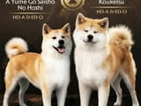 Akita Inu Прекрасни FCI кученца