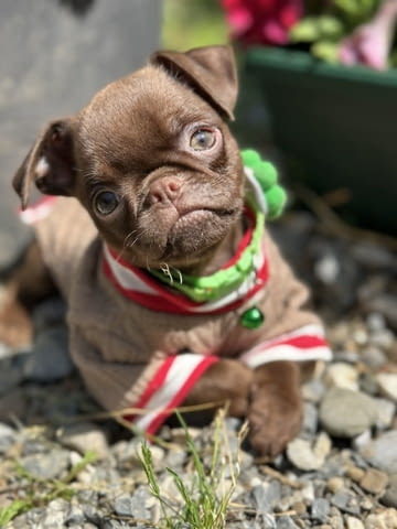 Chocolate Petit Brabancon (Smooth Brussel Griffon), град Извън България | Кучета - снимка 1