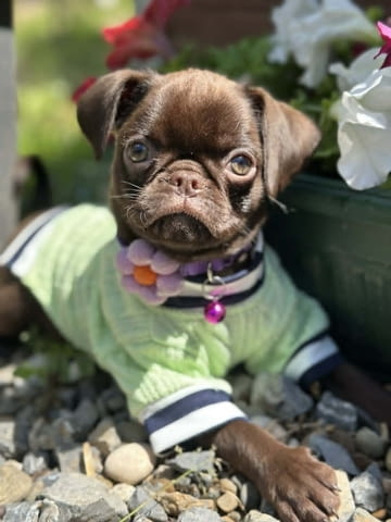 Chocolate Petit Brabancon (Smooth Brussel Griffon), град Извън България | Кучета - снимка 2