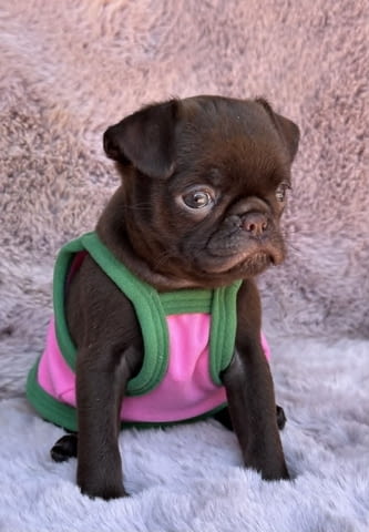 Chocolate Petit Brabancon (Smooth Brussel Griffon), град Извън България | Кучета - снимка 3