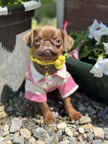 Chocolate Petit Brabancon (Smooth Brussel Griffon), град Извън България | Кучета - снимка 4