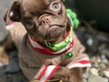 Chocolate Petit Brabancon (Smooth Brussel Griffon)