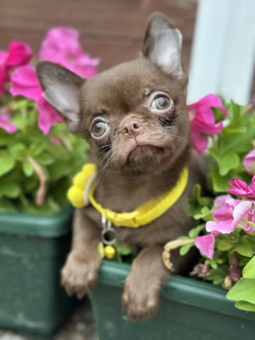 Lilac & chocolate boys chihuahua Chihuahua, Vaccinated - Yes, Dewormed - Yes - city of Izvun Bulgaria | Dogs - снимка 1