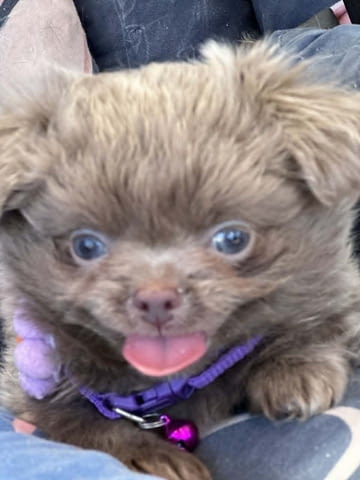 Lilac & chocolate boys chihuahua Chihuahua, Vaccinated - Yes, Dewormed - Yes - city of Izvun Bulgaria | Dogs - снимка 2
