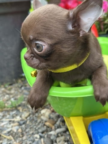 Lilac & chocolate boys chihuahua Chihuahua, Vaccinated - Yes, Dewormed - Yes - city of Izvun Bulgaria | Dogs - снимка 3