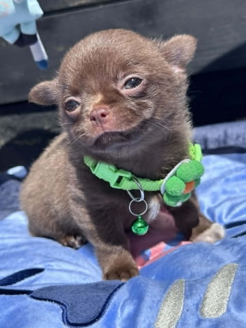 Lilac & chocolate boys chihuahua Chihuahua, Vaccinated - Yes, Dewormed - Yes - city of Izvun Bulgaria | Dogs - снимка 4