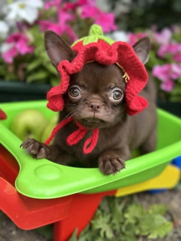 Lilac & chocolate boys chihuahua Chihuahua, Vaccinated - Yes, Dewormed - Yes - city of Izvun Bulgaria | Dogs - снимка 5