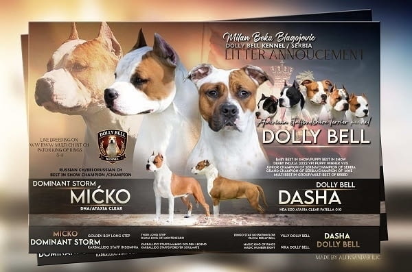 Кученца от породата Американски стафорд American Staffordshire Terrier, 2 Months - city of Izvun Bulgaria | Dogs - снимка 1