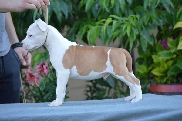Кученца от породата Американски стафорд American Staffordshire Terrier, 2 Months - city of Izvun Bulgaria | Dogs - снимка 2