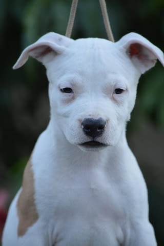 Кученца от породата Американски стафорд American Staffordshire Terrier, 2 Months - city of Izvun Bulgaria | Dogs - снимка 4
