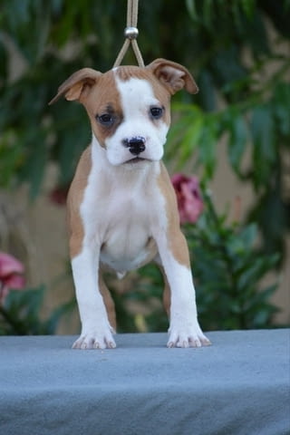 Кученца от породата Американски стафорд American Staffordshire Terrier, 2 Months - city of Izvun Bulgaria | Dogs - снимка 5