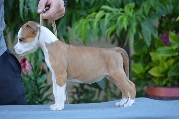 Кученца от породата Американски стафорд American Staffordshire Terrier, 2 Months - city of Izvun Bulgaria | Dogs - снимка 6
