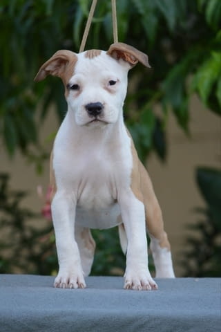 Кученца от породата Американски стафорд American Staffordshire Terrier, 2 Months - city of Izvun Bulgaria | Dogs - снимка 7