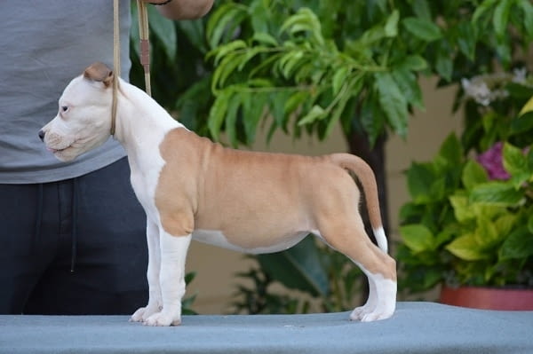 Кученца от породата Американски стафорд American Staffordshire Terrier, 2 Months - city of Izvun Bulgaria | Dogs - снимка 8