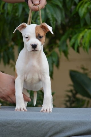 Кученца от породата Американски стафорд American Staffordshire Terrier, 2 Months - city of Izvun Bulgaria | Dogs - снимка 9
