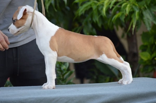 Кученца от породата Американски стафорд American Staffordshire Terrier, 2 Months - city of Izvun Bulgaria | Dogs - снимка 10