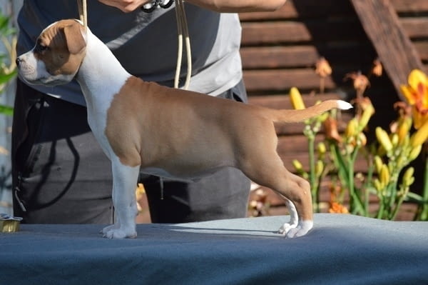 Кученца от породата Американски стафорд American Staffordshire Terrier, 2 Months - city of Izvun Bulgaria | Dogs - снимка 11