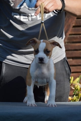 Кученца от породата Американски стафорд American Staffordshire Terrier, 2 Months - city of Izvun Bulgaria | Dogs - снимка 12