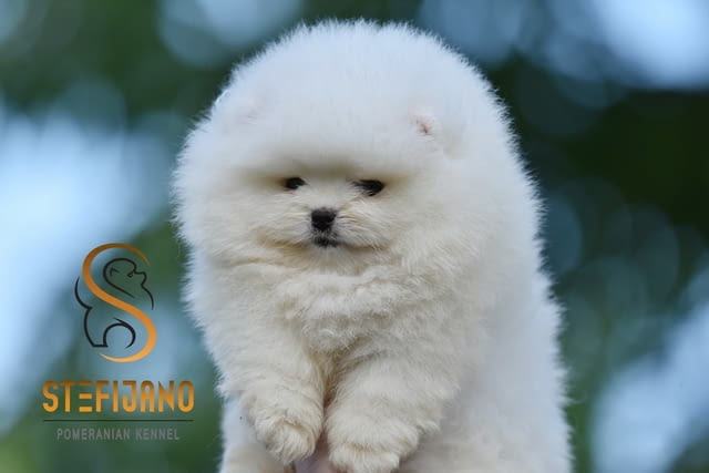 Померан BOO – кученца тип Мече Pomeranian, Vaccinated - Yes, Dewormed - Yes - city of Izvun Bulgaria | Dogs - снимка 1