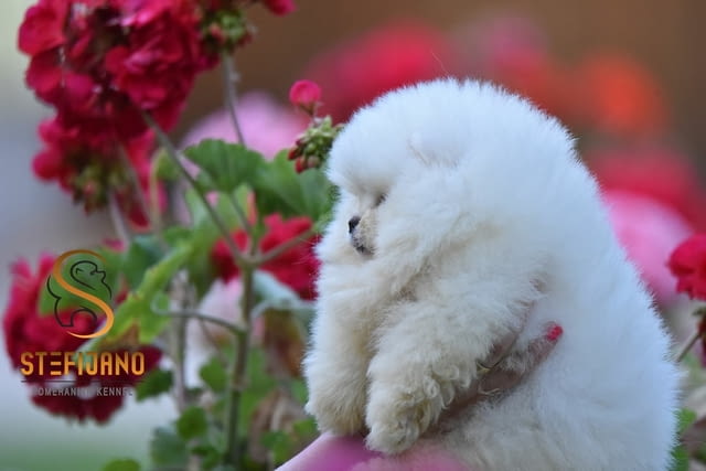 Померан BOO – кученца тип Мече Pomeranian, Vaccinated - Yes, Dewormed - Yes - city of Izvun Bulgaria | Dogs - снимка 2