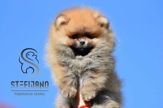 Померан BOO – кученца тип Мече Pomeranian, Vaccinated - Yes, Dewormed - Yes - city of Izvun Bulgaria | Dogs - снимка 4