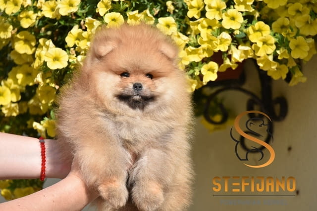 Померан BOO – кученца тип Мече Pomeranian, Vaccinated - Yes, Dewormed - Yes - city of Izvun Bulgaria | Dogs - снимка 5