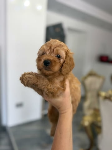 Goldendoodle Красиви Кученца Golden Retriever, Vaccinated - Yes, Dewormed - Yes - city of Izvun Bulgaria | Dogs - снимка 1