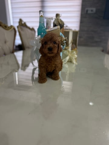 Goldendoodle Красиви Кученца Golden Retriever, Vaccinated - Yes, Dewormed - Yes - city of Izvun Bulgaria | Dogs - снимка 2
