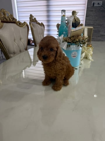 Goldendoodle Красиви Кученца Golden Retriever, Vaccinated - Yes, Dewormed - Yes - city of Izvun Bulgaria | Dogs - снимка 3
