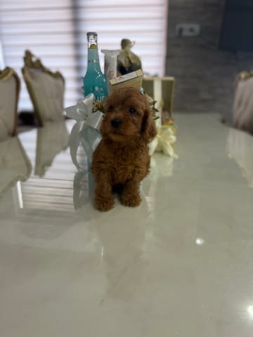 Goldendoodle Красиви Кученца Golden Retriever, Vaccinated - Yes, Dewormed - Yes - city of Izvun Bulgaria | Dogs - снимка 4