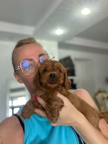 Goldendoodle Красиви Кученца Golden Retriever, Vaccinated - Yes, Dewormed - Yes - city of Izvun Bulgaria | Dogs - снимка 5