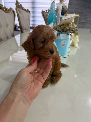 Goldendoodle Красиви Кученца Golden Retriever, Vaccinated - Yes, Dewormed - Yes - city of Izvun Bulgaria | Dogs - снимка 6
