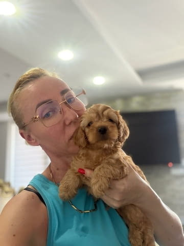 Goldendoodle Красиви Кученца Golden Retriever, Vaccinated - Yes, Dewormed - Yes - city of Izvun Bulgaria | Dogs - снимка 7