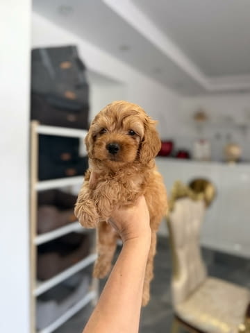 Goldendoodle Красиви Кученца Golden Retriever, Vaccinated - Yes, Dewormed - Yes - city of Izvun Bulgaria | Dogs - снимка 8