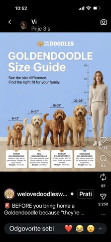 Goldendoodle Красиви Кученца Golden Retriever, Vaccinated - Yes, Dewormed - Yes - city of Izvun Bulgaria | Dogs - снимка 9