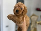 Goldendoodle Красиви Кученца