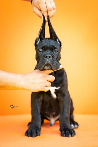 Кане Корсо Cane Corso – Прекрасни кученца Канекорсо, Ваксинирано - Да, Обезпаразитено - Да - град Извън България | Кучета - снимка 1