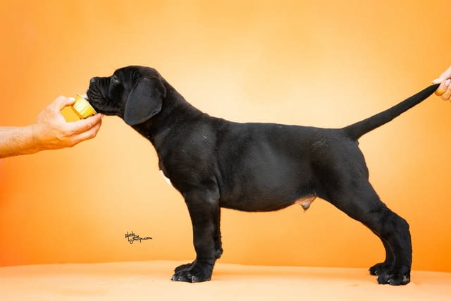 Кане Корсо Cane Corso – Прекрасни кученца Канекорсо, Ваксинирано - Да, Обезпаразитено - Да - град Извън България | Кучета - снимка 2