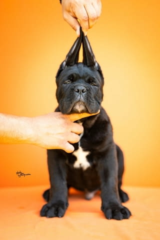 Кане Корсо Cane Corso – Прекрасни кученца Канекорсо, Ваксинирано - Да, Обезпаразитено - Да - град Извън България | Кучета - снимка 3