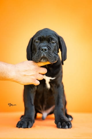 Кане Корсо Cane Corso – Прекрасни кученца Канекорсо, Ваксинирано - Да, Обезпаразитено - Да - град Извън България | Кучета - снимка 4