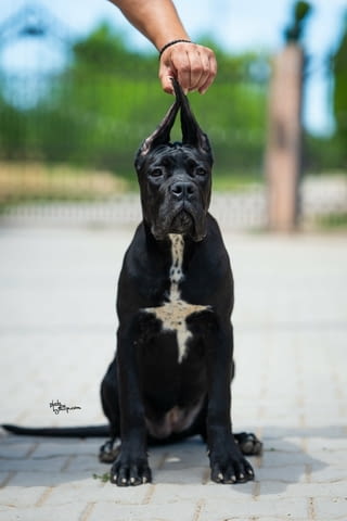 Кане Корсо Cane Corso – Прекрасни кученца Канекорсо, Ваксинирано - Да, Обезпаразитено - Да - град Извън България | Кучета - снимка 5