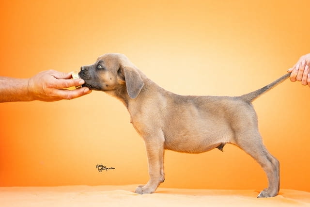 Кане Корсо Cane Corso – Прекрасни кученца Канекорсо, Ваксинирано - Да, Обезпаразитено - Да - град Извън България | Кучета - снимка 6