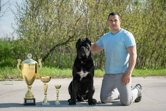 Кане Корсо Cane Corso – Прекрасни кученца Канекорсо, Ваксинирано - Да, Обезпаразитено - Да - град Извън България | Кучета - снимка 7