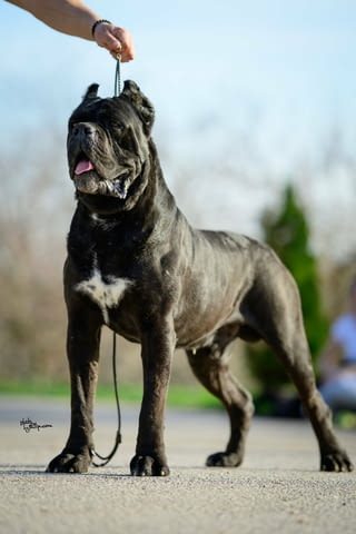 Кане Корсо Cane Corso – Прекрасни кученца Канекорсо, Ваксинирано - Да, Обезпаразитено - Да - град Извън България | Кучета - снимка 8