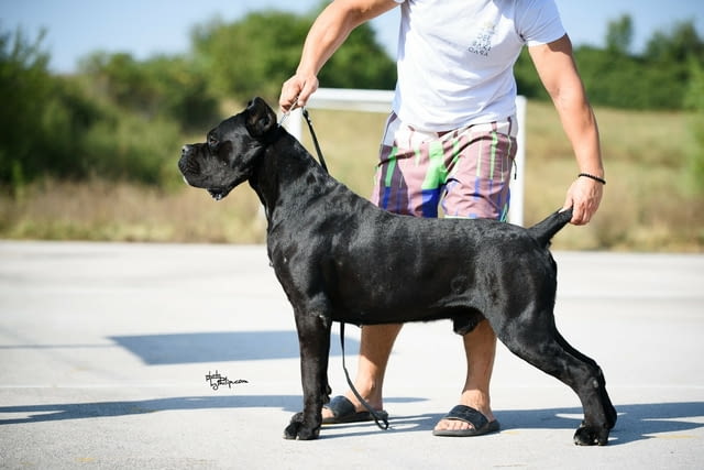 Кане Корсо Cane Corso – Прекрасни кученца Канекорсо, Ваксинирано - Да, Обезпаразитено - Да - град Извън България | Кучета - снимка 9