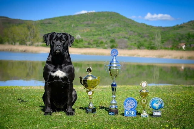 Кане Корсо Cane Corso – Прекрасни кученца Канекорсо, Ваксинирано - Да, Обезпаразитено - Да - град Извън България | Кучета - снимка 10