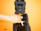 Кане Корсо Cane Corso – Прекрасни кученца